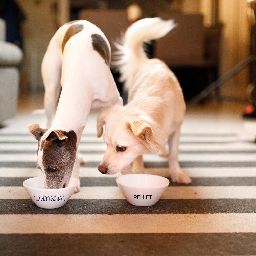 Alimento natural para perros