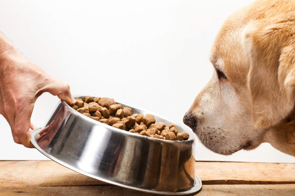 🦴 La verdad sobre los pellets: lo que no te dicen de los alimentos ultra procesados para perros