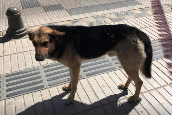 La verdadera historia del perro “Ladrón de Empanadas”