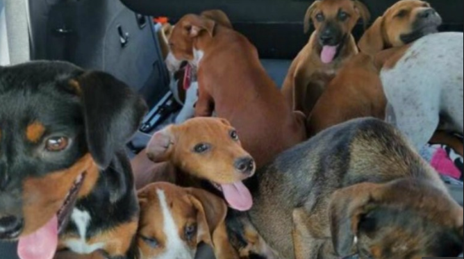 Hermoso gesto: hombre desafía al huracán Irma para salvar perros