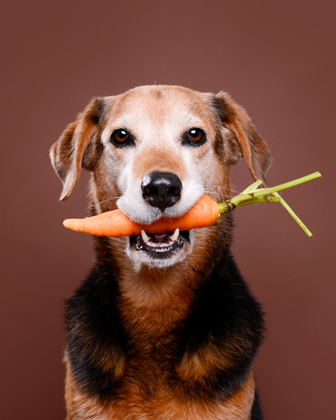 🦴 ¿Qué es la dieta mixta y cómo implementarla en la alimentación de tu perro?