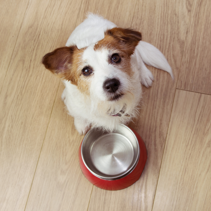 7 claves para saber si tu perro está comiendo un alimento de buena calidad