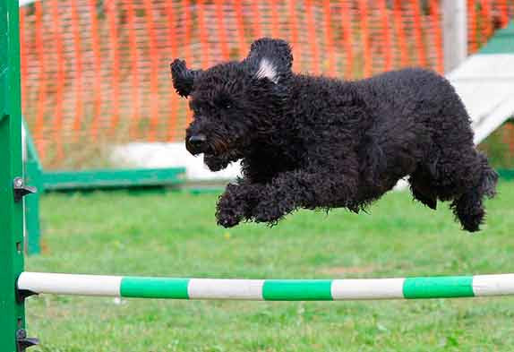 Agility: el deporte canino que más crece en el mundo entero