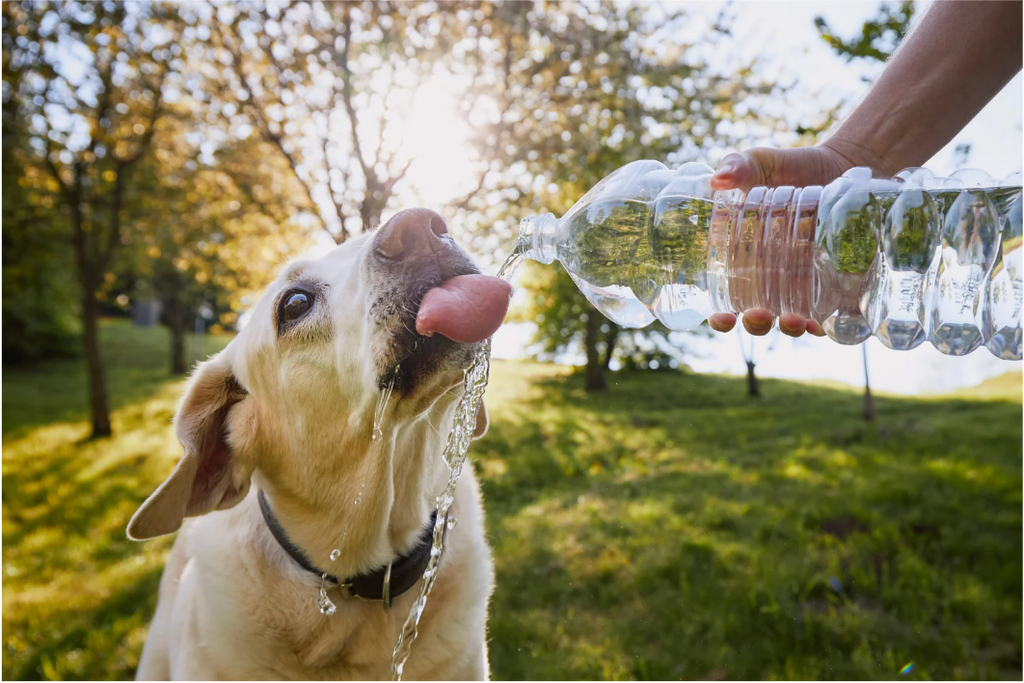 Perro tomando agua 