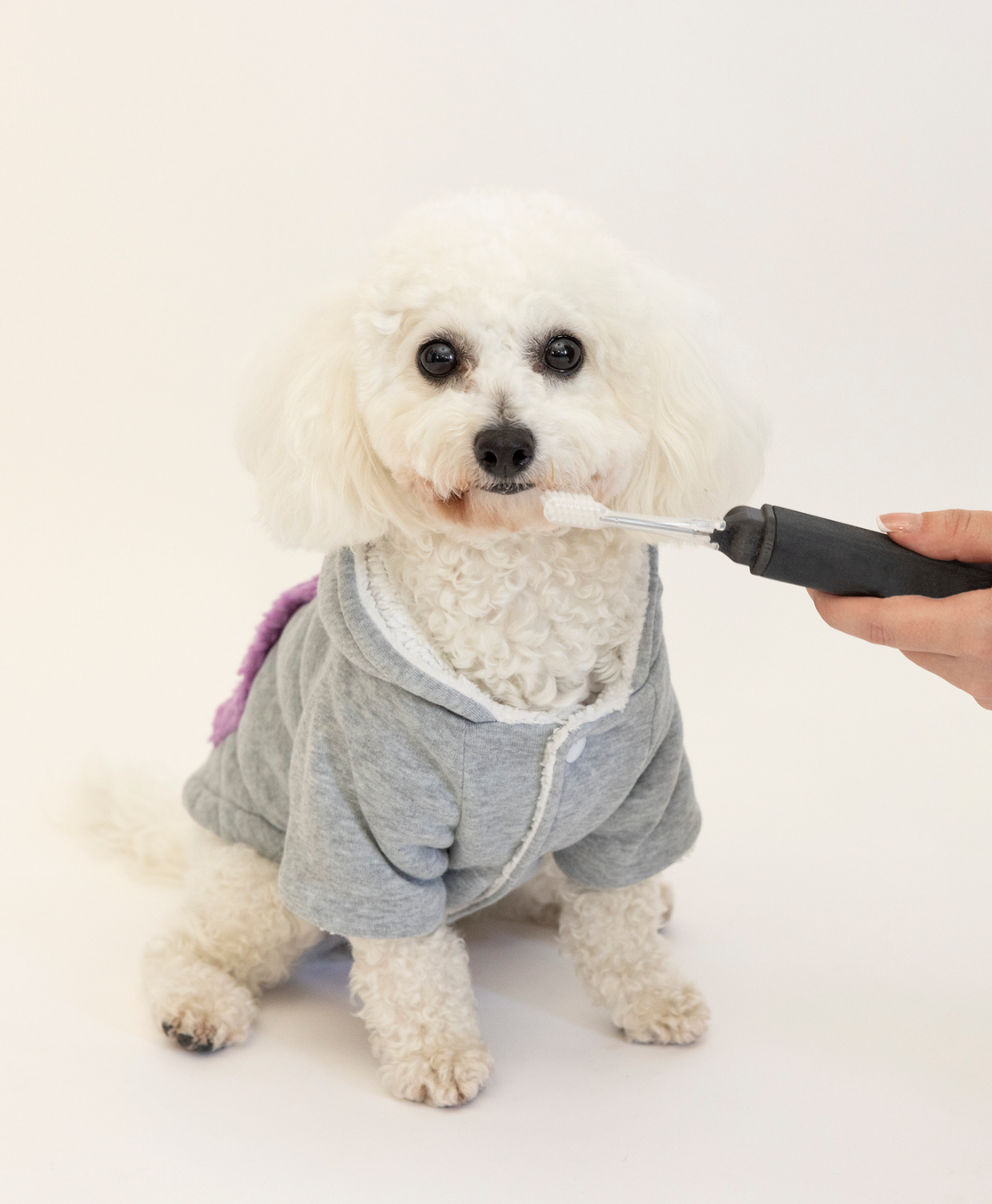 Destartraje para perros: Importancia y cuidado dental canino