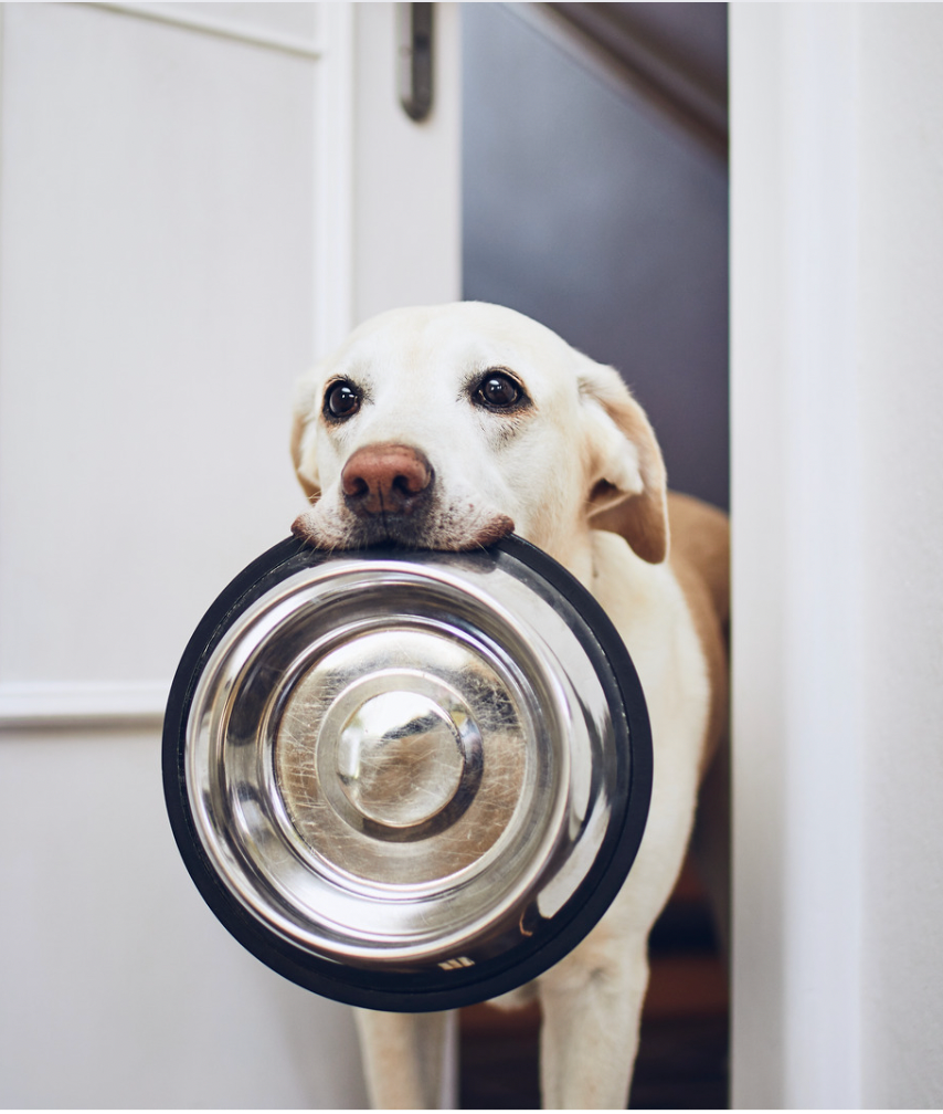 Nutrición: ¿Cómo elegir la dieta adecuada para tu perro y asegurarte de que esté recibiendo la nutrición adecuada?