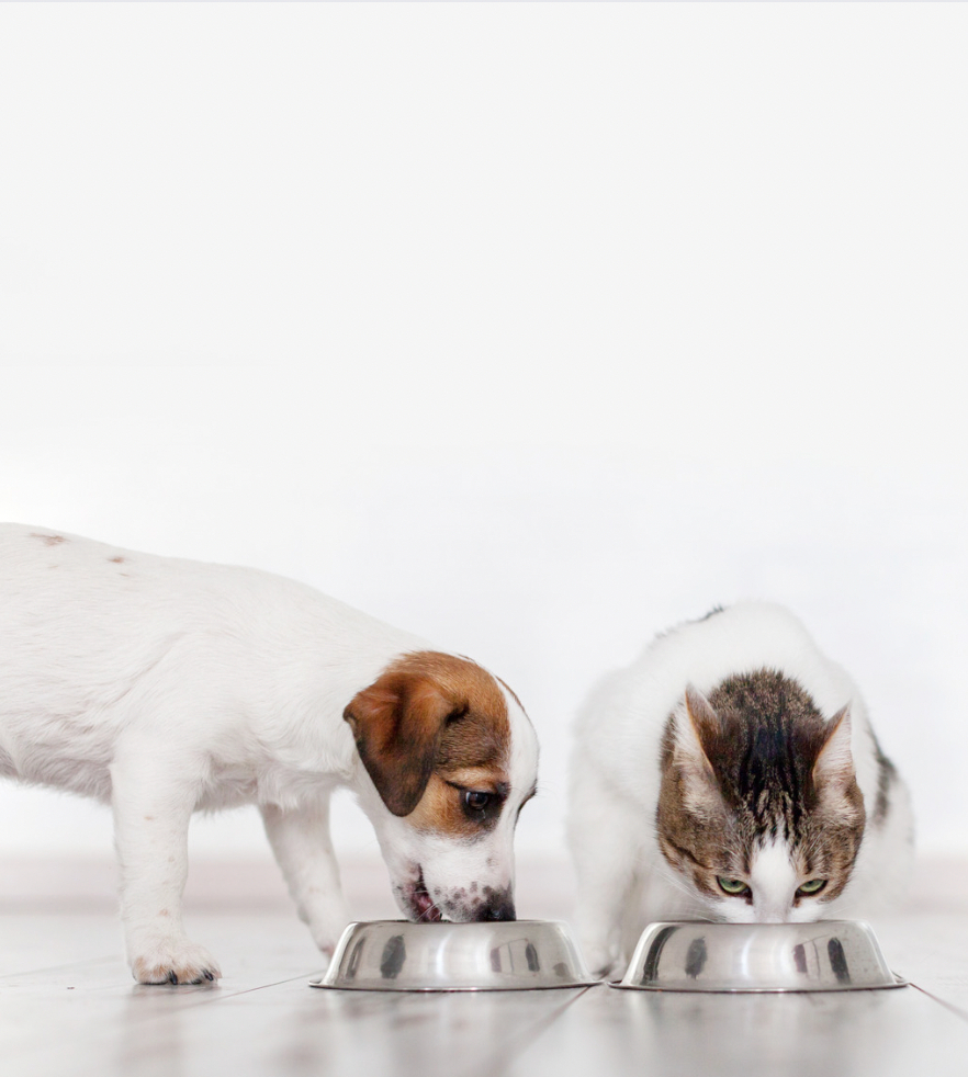 Alimentación natural para perros: Tips, beneficios y consideraciones que tener en cuenta