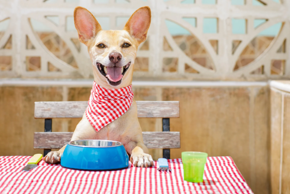 🥩 Deshidratado vs BARF: ¿cuál es la mejor opción para tu perro?