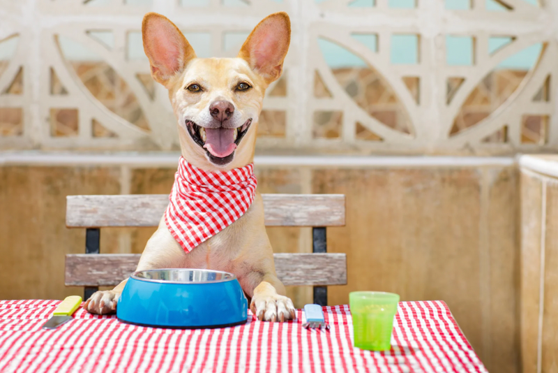 🥩 Deshidratado vs BARF: ¿cuál es la mejor opción para tu perro?