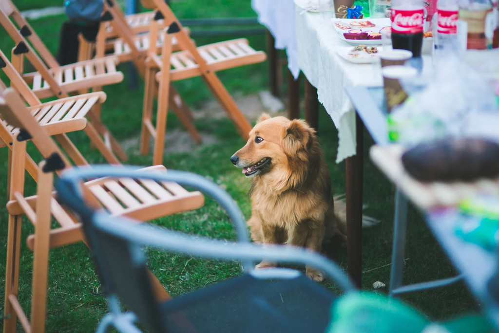 🇨🇱 Guía dieciochera: qué alimentos evitar y cómo proteger a tu perro en Fiestas Patrias