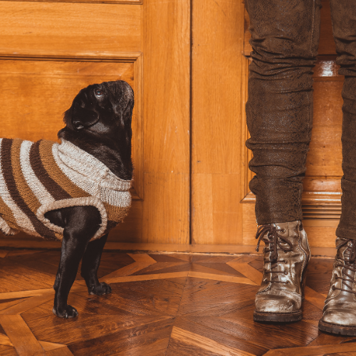 Cuándo abrigar a mi perro en invierno (u otoño)