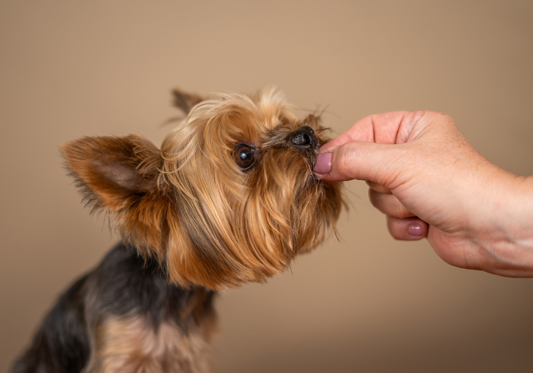 dieta mixta para perros 