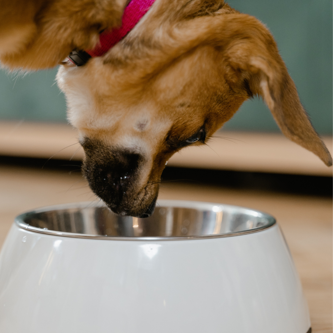 ¿Cuál debería ser la frecuencia de lavado del plato de comida de tu perro?