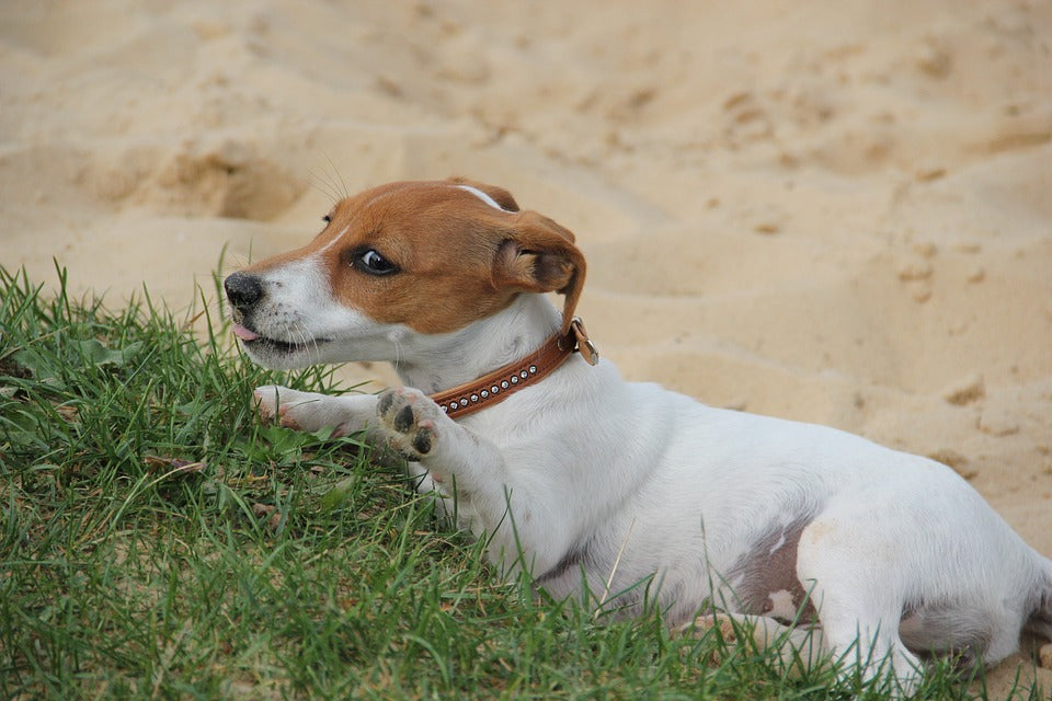 ¿Por qué a los perros les gusta hacer hoyos en la tierra?