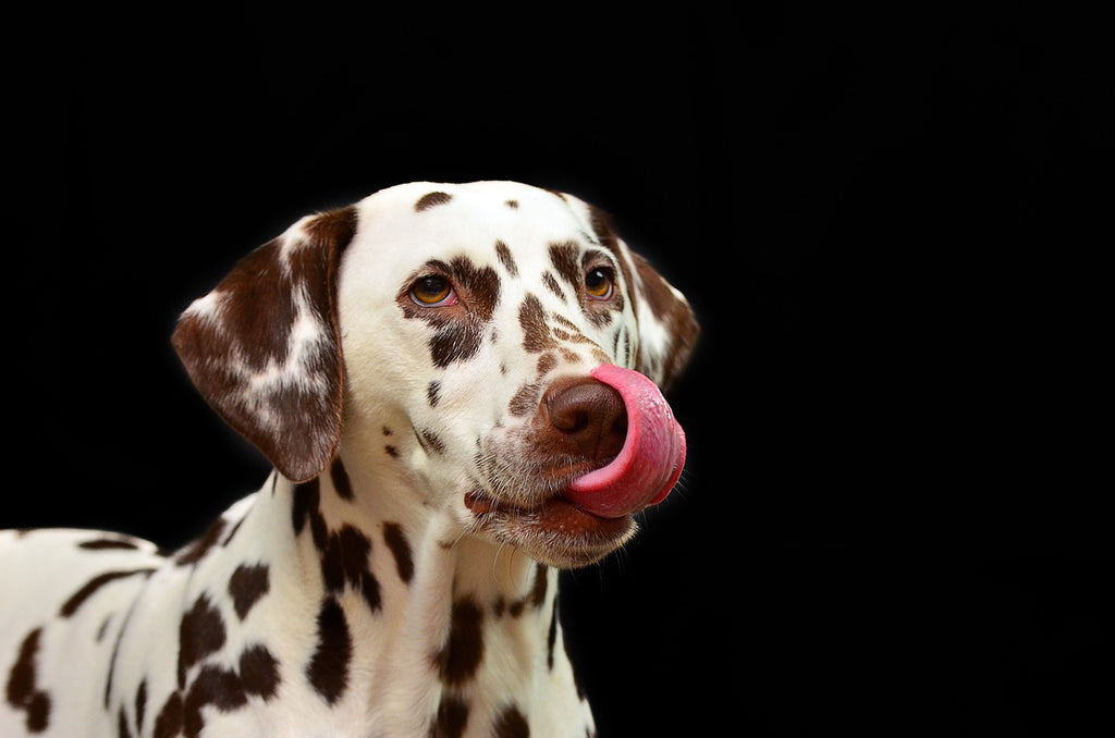 Atento: estos son algunos de los alimentos que NO debe comer tu perro