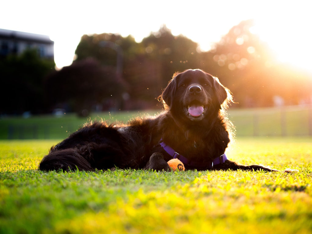 Golpes de calor: ¿Cómo evitarlos y qué hacer si mi perro lo sufre en esta época?