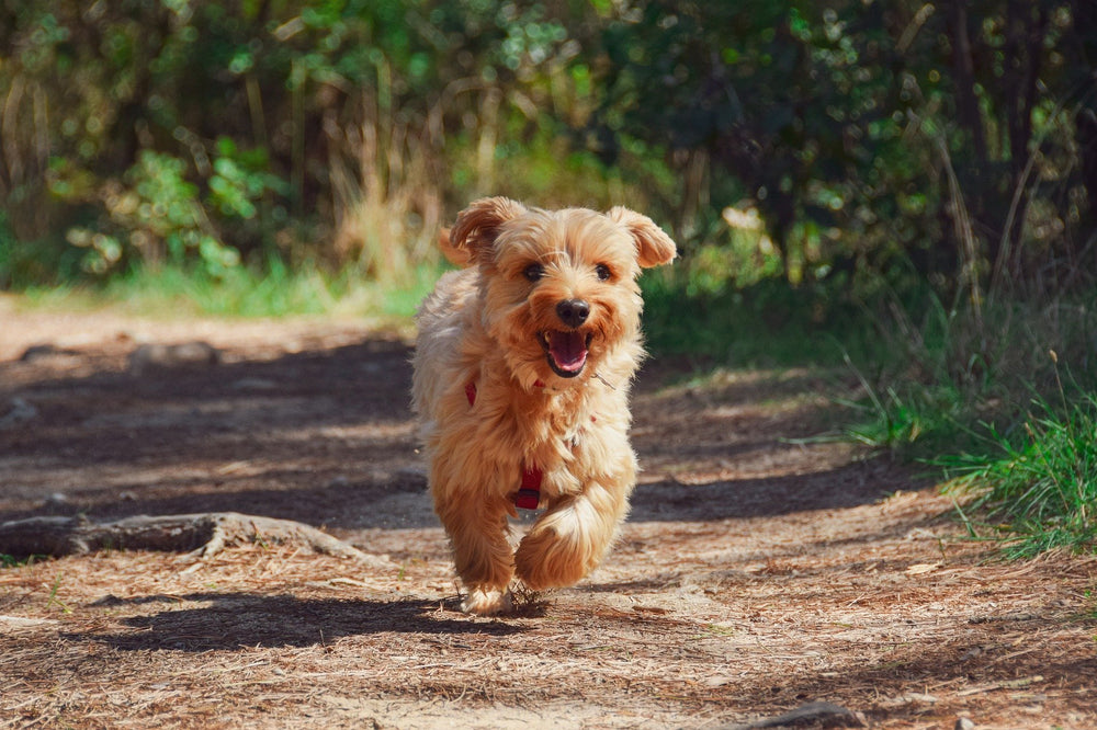 ¿Quieres calcular la edad de tu perro en relación a la edad humana? Acá te lo explicamos