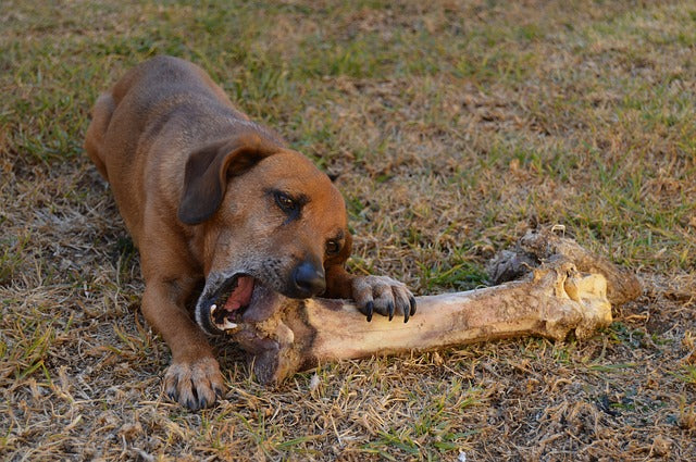 ¿Le das huesos a tu perro? Ojo que en Gran Bretaña los prohibieron