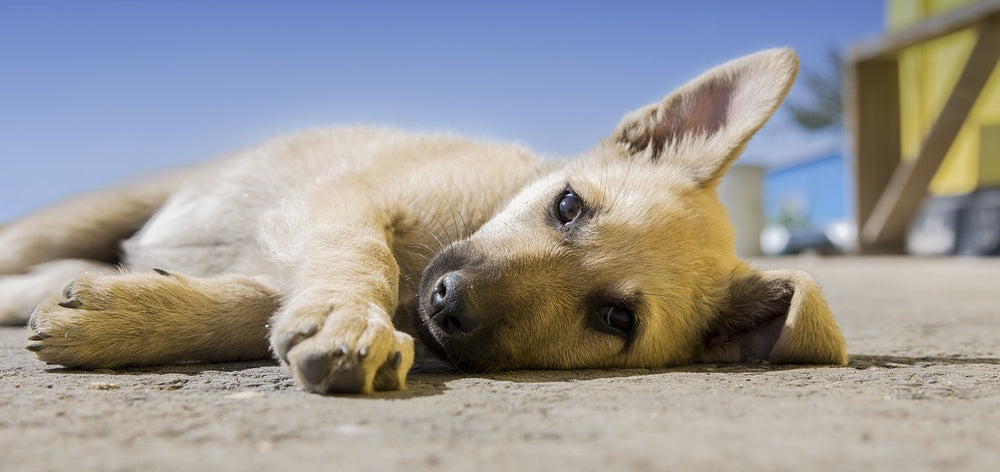 Evita "golpes de calor" a tu perro con estos sencillos tips