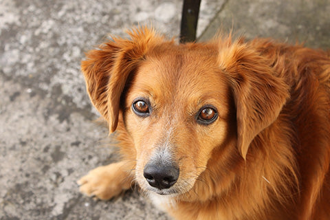 ¿Por qué adoptar puede ser mejor que comprar un perro?