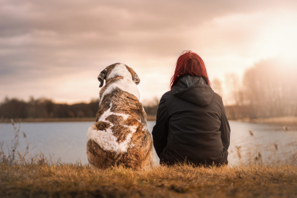¿Hemos subestimado la capacidad de los perros? Importante estudio asegura que son capaces de entender más de lo que creíamos