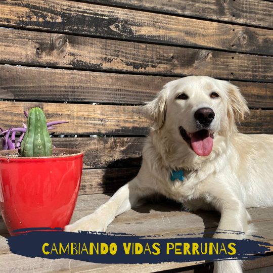 adopción perro