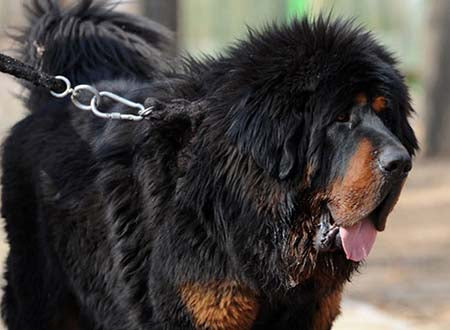 Los perros “más caros” del mundo deambulan por las calles de China