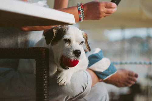 Millennials piensan en sus mascotas al comprar una casa