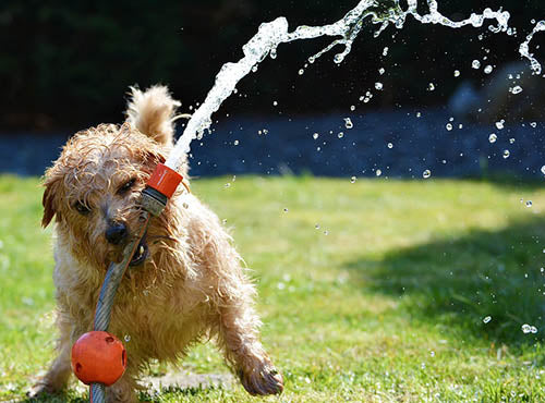4 tips para cuidar la salud de tu perro. Parte 1: Altas temperaturas