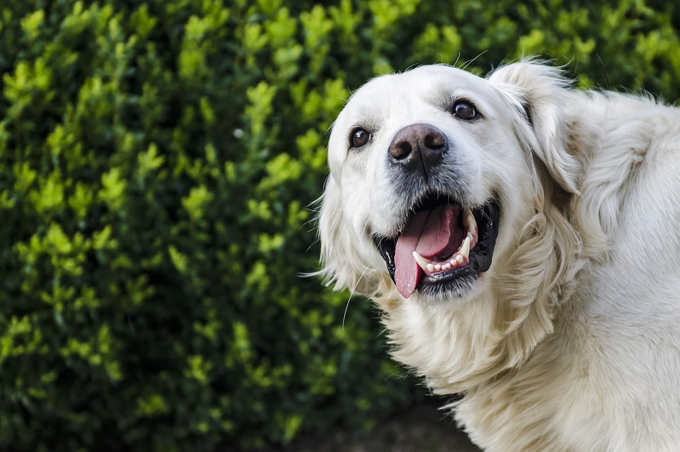 Atención doglovers: Los perros sí usan expresiones faciales para comunicarse contigo