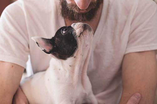 ¿En un plazo de diez años podremos hablar con los perros?