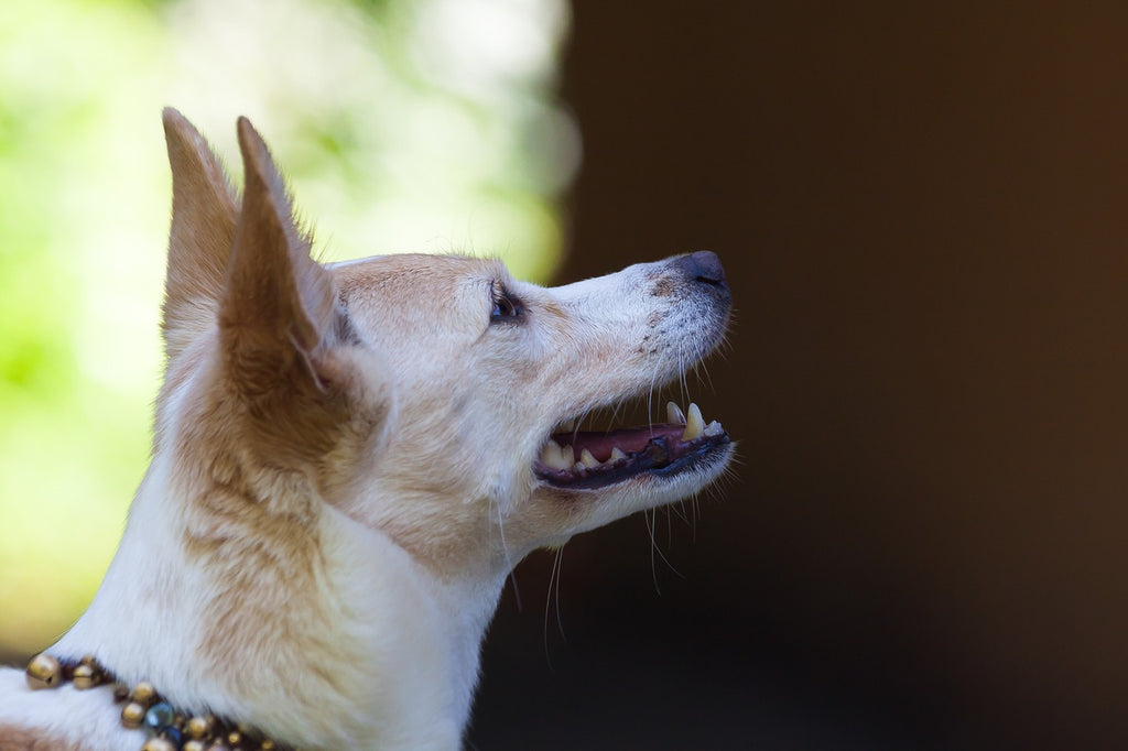 Ojo doglovers: Estudio indica que los perros no deben comer carnes crudas