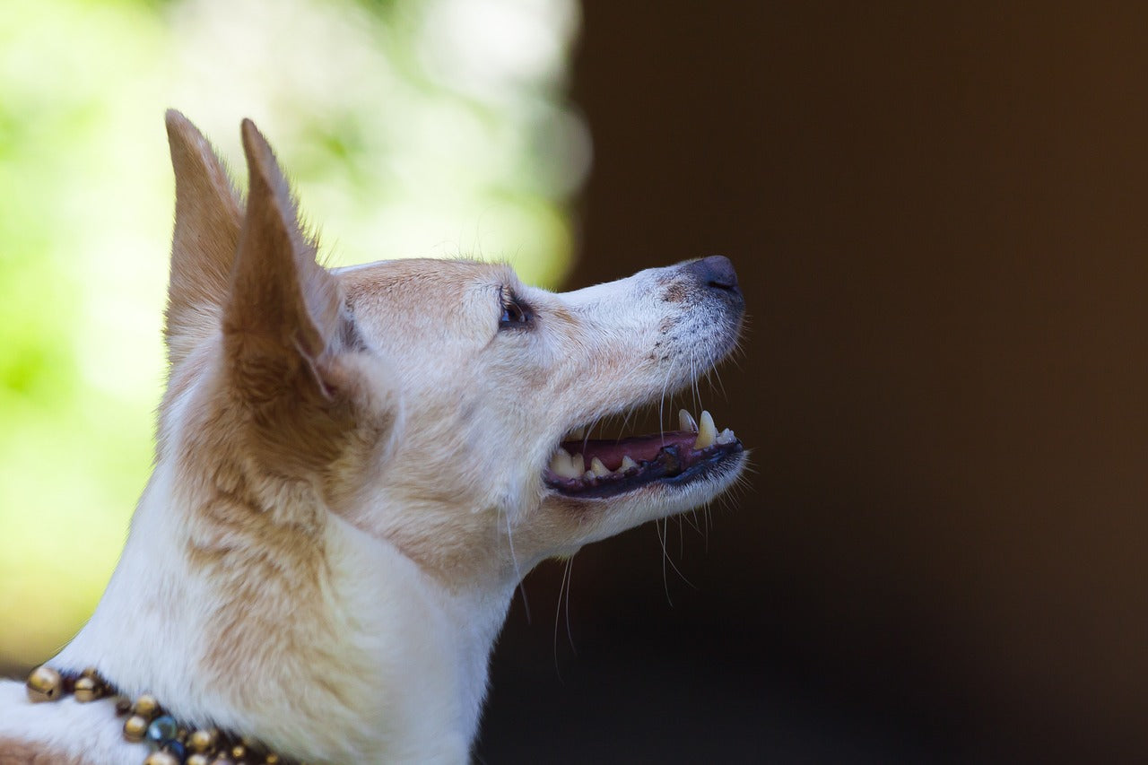 Ojo doglovers: Estudio indica que los perros no deben comer carnes crudas