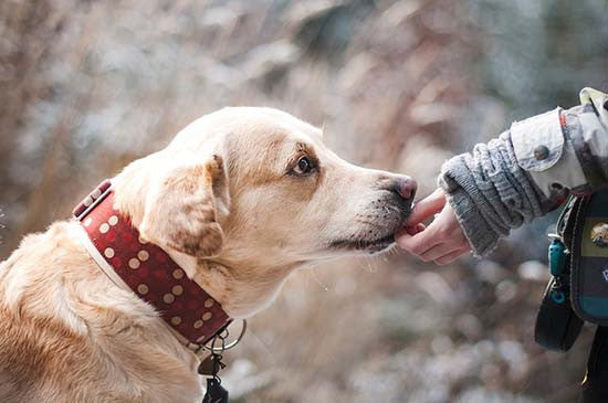 ¡Hasta que llegó el día!  Se promulgó Ley de Tenencia Responsable de Animales