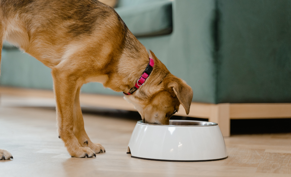 ¿Por qué tu perro no debería comer con el plato sobre el suelo?