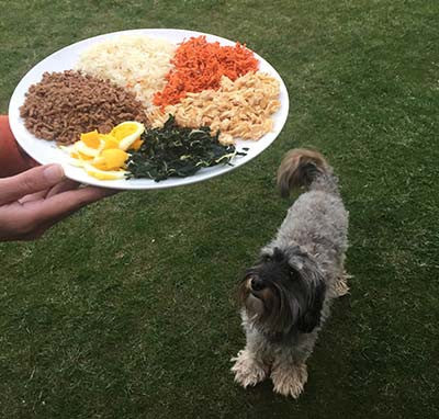 ¿Con qué comidas puedo complementar el WANKÜN de mi perro?
