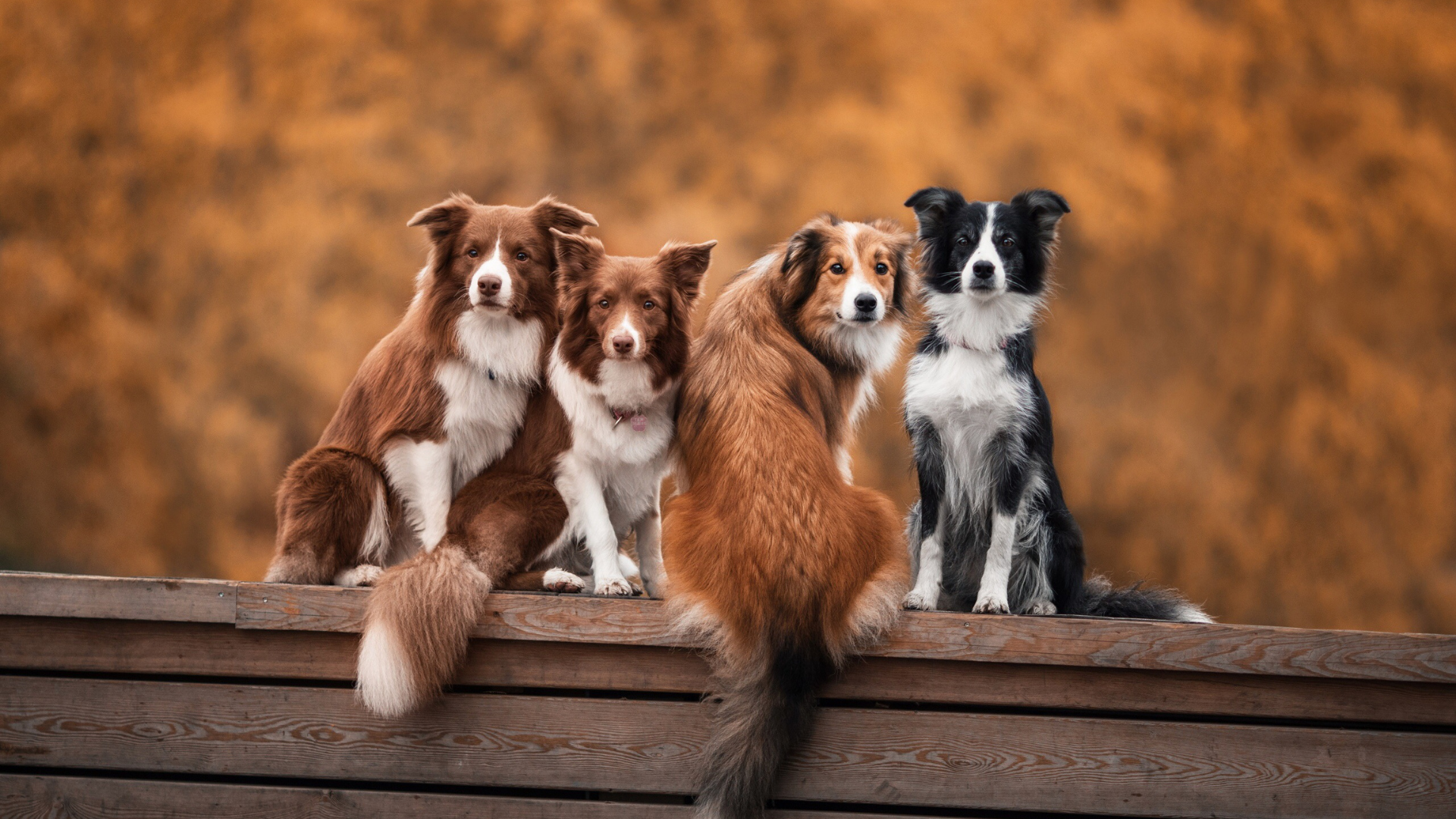 5 olores que los perros detestan