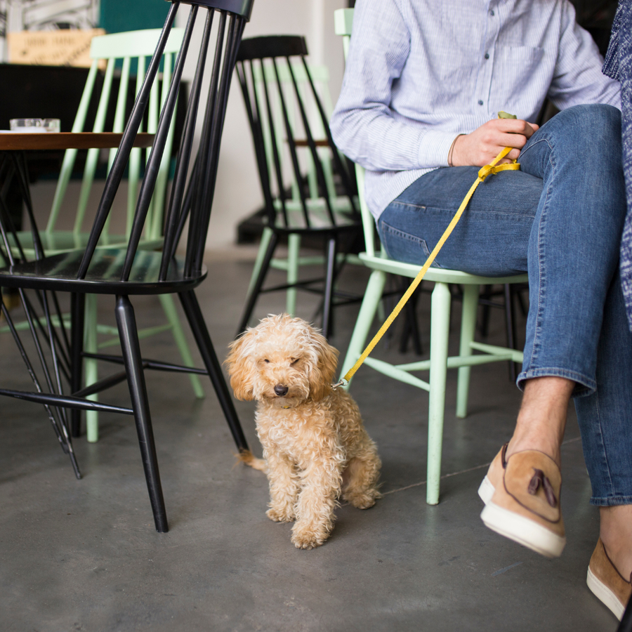 Cafetería o restaurante pet friendly